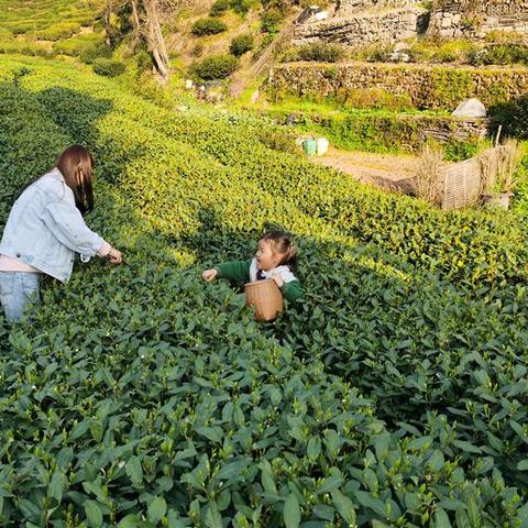 广东东莞市茶山中学的长尾关键词有哪些