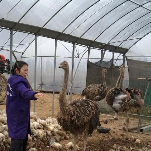 长沙宠物美容学校推荐相关长尾关键词有哪些