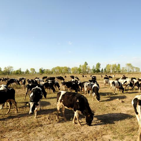 保定市的保姆多少钱