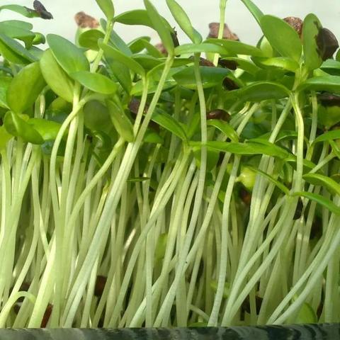 成都市哪里有丫