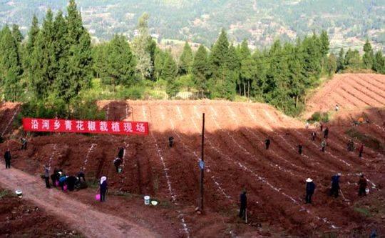 把小花椒做成大产业四川达川富农增收的路子越走越宽