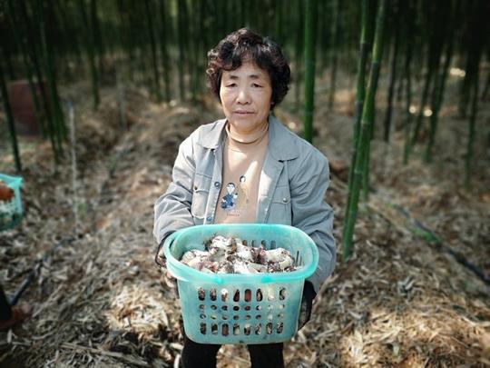 小小赤松茸，撑起博爱县许良镇贫困户“致富伞”