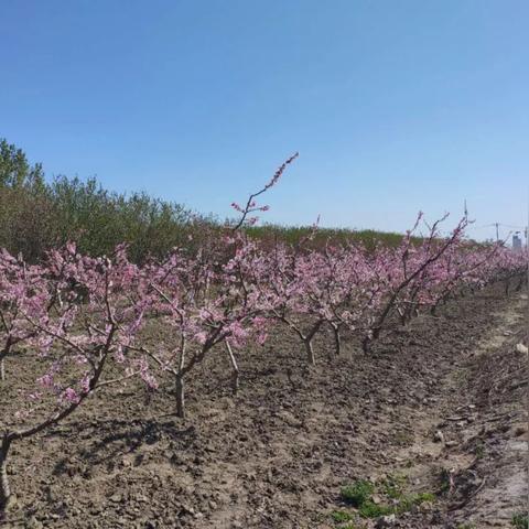 2025.11.14保定今日气温变化情况
