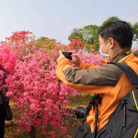 长沙市的市花是什么花啊