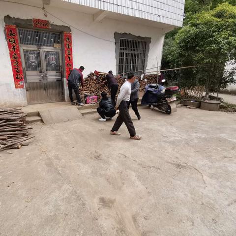 桂林市哪里有松树卖