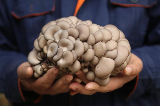 邹平乡村“好青年”：勇挑家庭重担创业种植食用菌