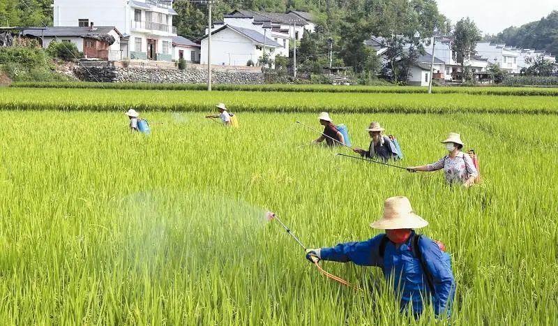 柑橘病蟲害圖片大全二叉蚜_粘蟲板掛的高度和標(biāo)的目的有什么講究