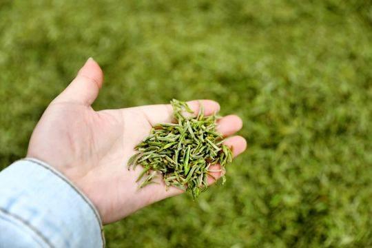 小茶叶“泡”出大产业甘孜泸定县雪域紫雅茶叶助群众致富奔康