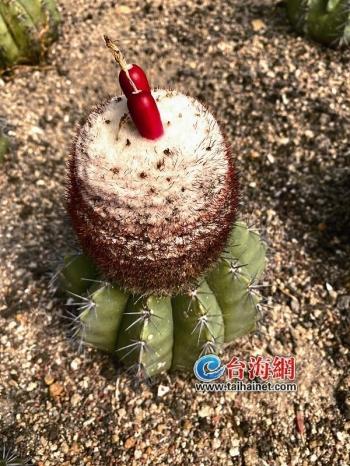 开放导报论文古往今来西方对征讨过他们的成吉思汗如何评价