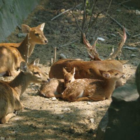 上海有哪些著名的动物