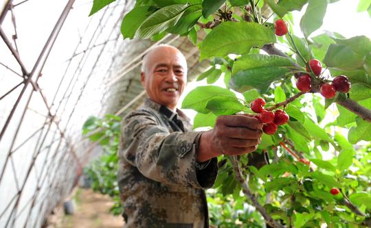 67岁农民坚持5年圆了“樱桃创业梦”