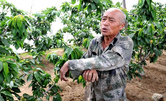 67岁农民坚持5年圆了“樱桃创业梦”