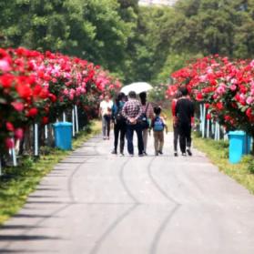 杭州市大安镇是哪个区