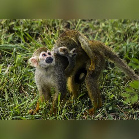 捕鱼软件哪里有卖的长尾关键词是什么