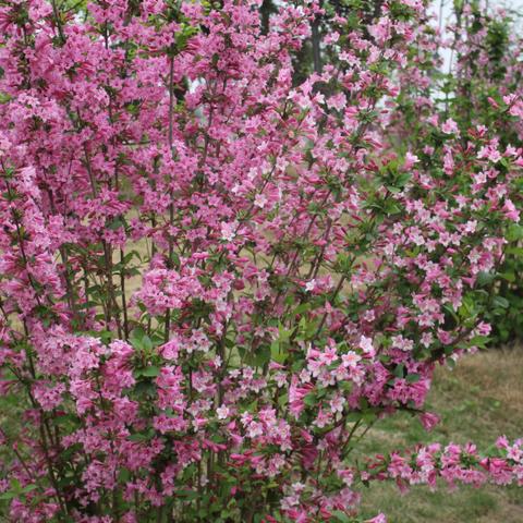 郑博士10月生肖桃花运势(10月桃花开是凶是吉)