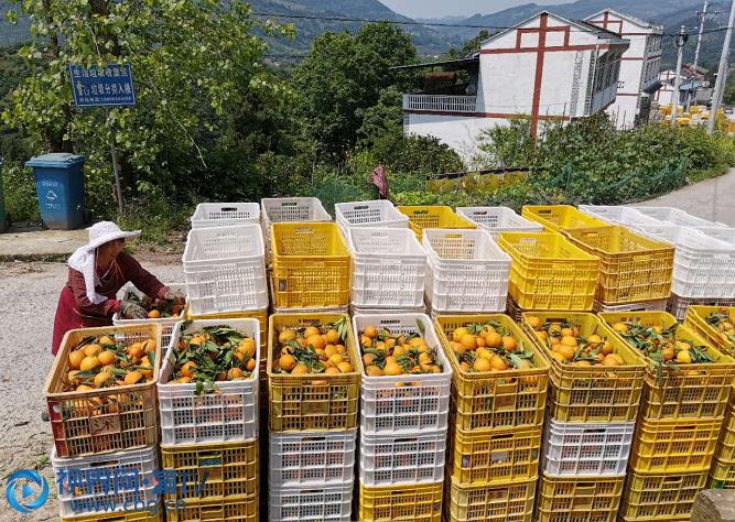 忠縣地域柑橘種植手藝推廣_周末想去重慶忠縣玩玩