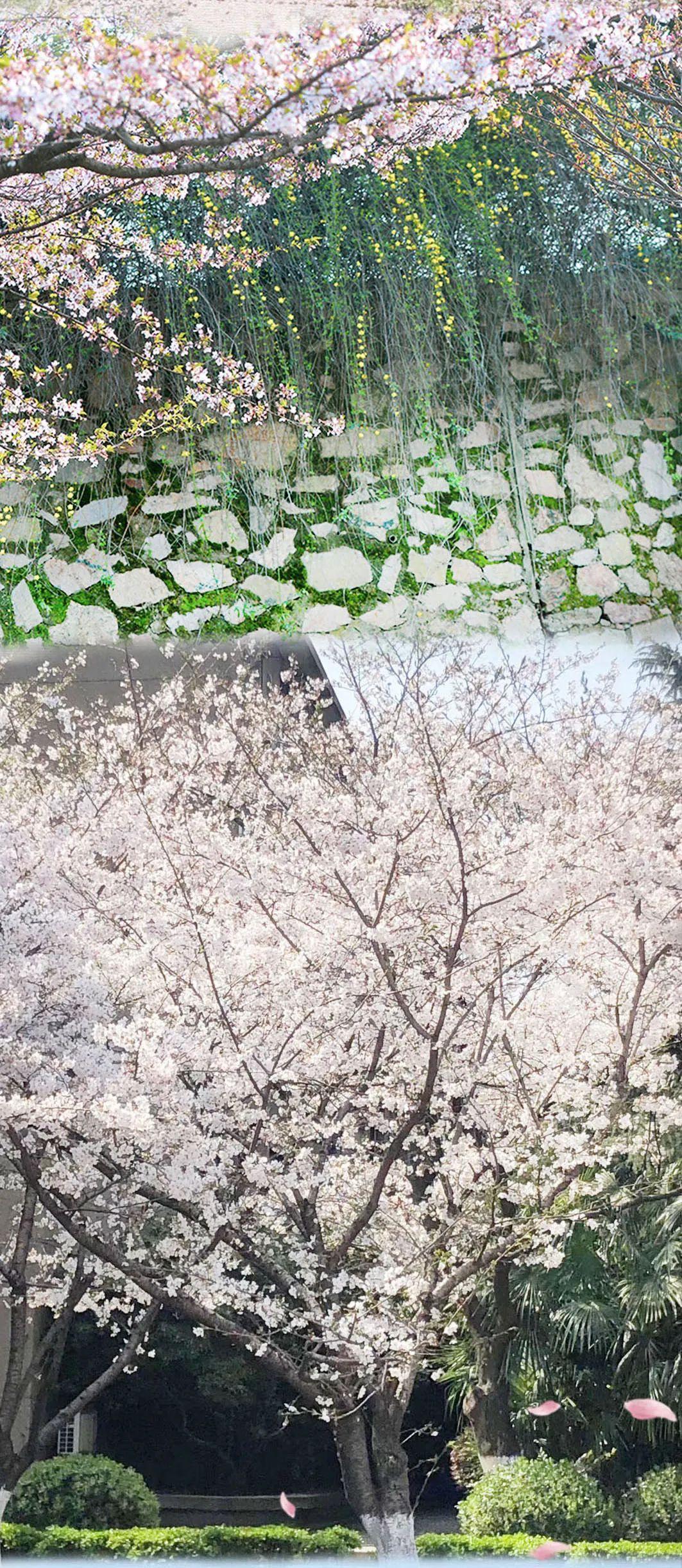 有关湖北中医药大学的图片, 第4张图片