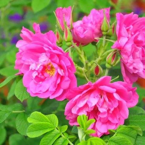 平阴周边自驾游景点？