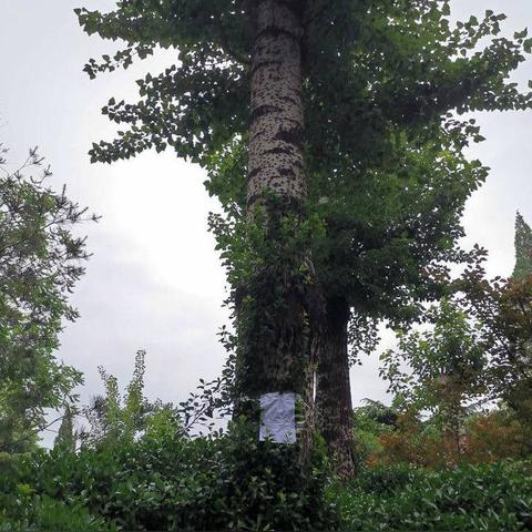 济南市中山街道在哪个区