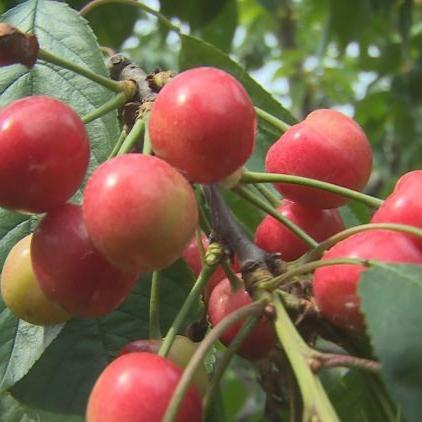 菏泽市串串加工厂在哪里