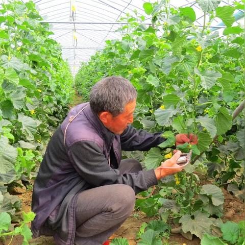 河南茶店镇怎么样