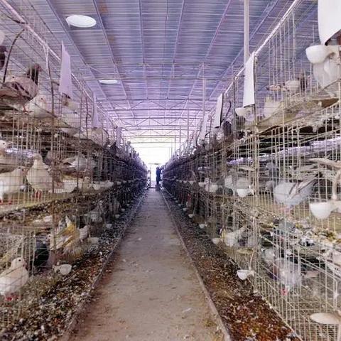 南宁小肉鸽的相关长尾关键词有哪些