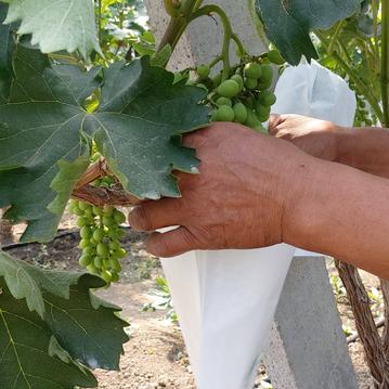 潍坊市大棚有多少个村庄