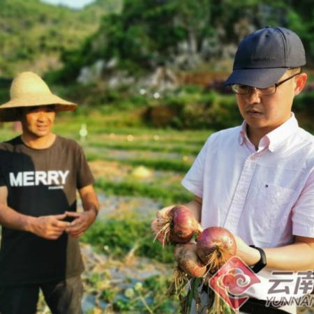 盘点在上海哪里能买到真三七相关关键词有哪些