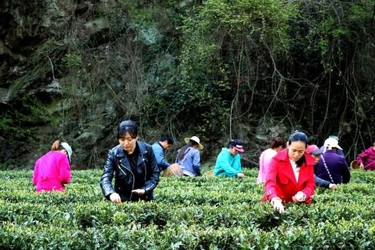 青青茶叶富了百姓绿了山乡