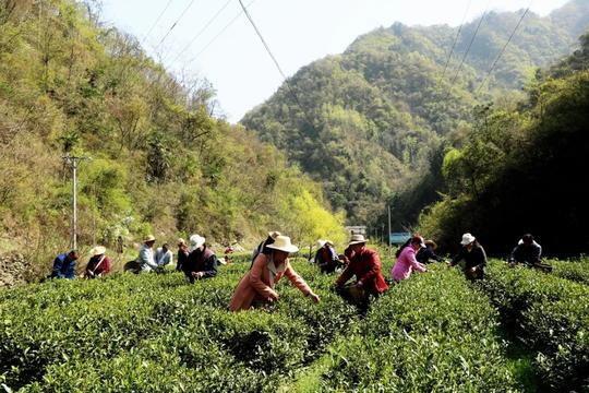 青青茶叶富了百姓绿了山乡
