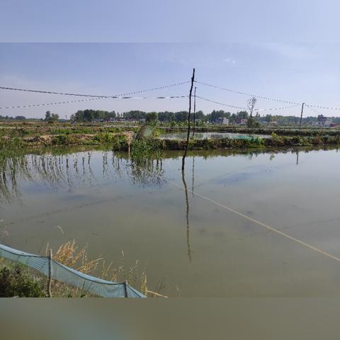 河南哪个龙虾多一点