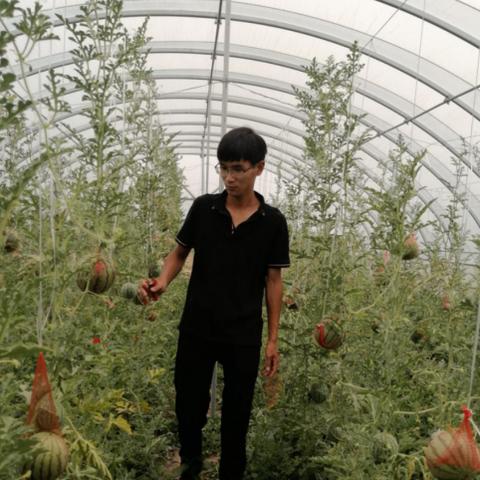 沈阳 大棚相关长尾关键词有哪些