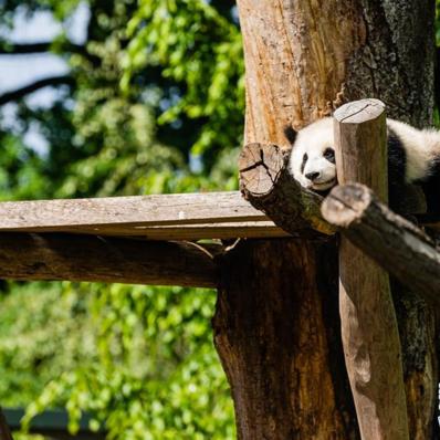 武汉市动物园什么时候闭馆