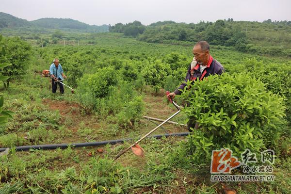 冷水灘柑橘種植手藝與辦理_湖南永州附近種植什么生果比力好