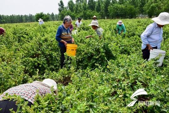 金银花里摘金银家门打工创增收——济宁曲阜市吴村镇李洼村金银花基地里采收忙