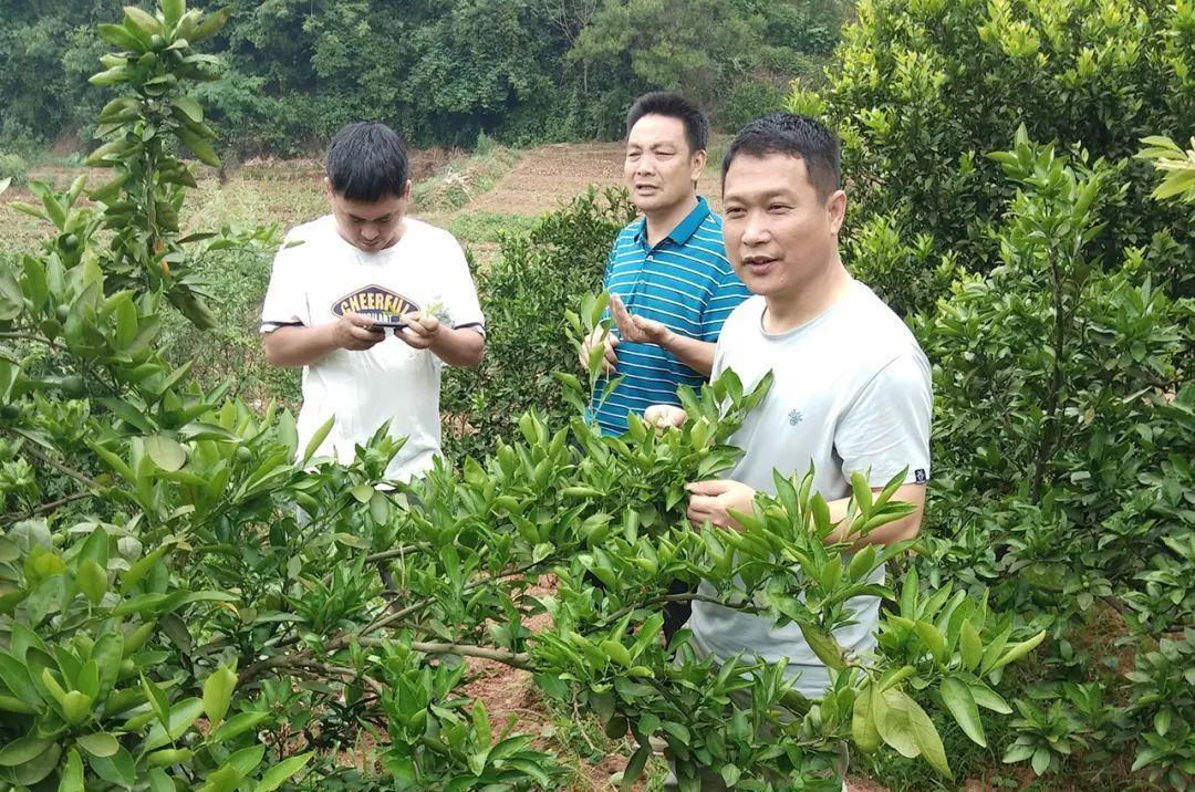 柑橘夏梢種植手藝_晚夏梢來年掛果嗎