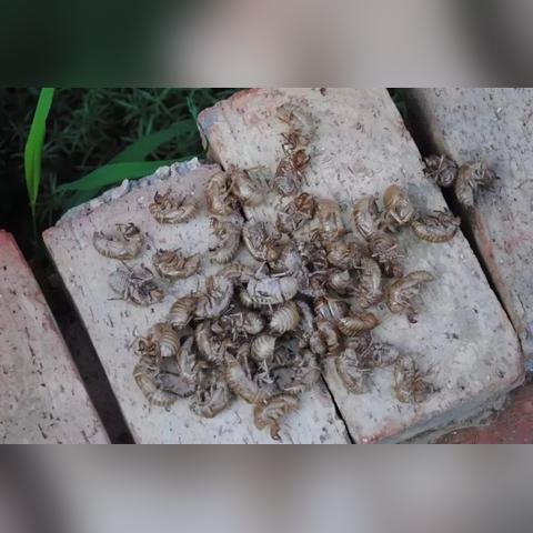 7月生肖猴爱情运势(生肖猴七月运势及财运)