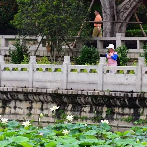 厦门看荷花的地方？