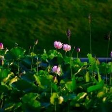 厦门市哪里卖荷花种苗