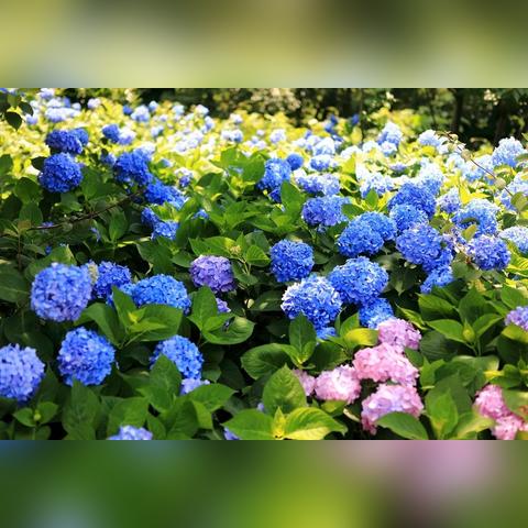 长沙解放西门票相关长尾关键词有哪些