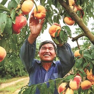 石家庄市哪里有黄油蟠桃