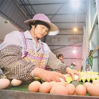 【南宁今日鸡蛋价格】2025年6月7日南宁鸡蛋价格是多少