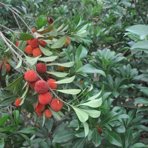 长沙扬眉相关长尾关键词有哪些