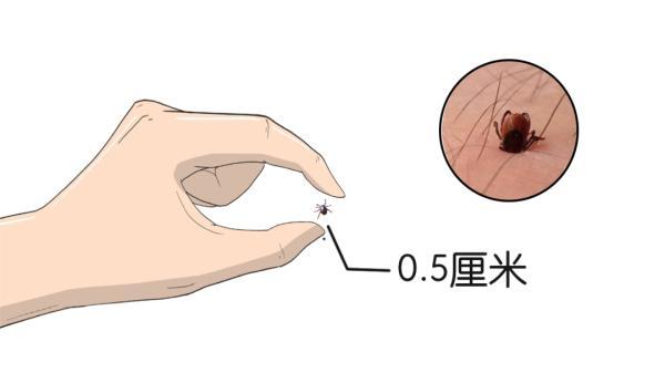 夏季蚊子出没