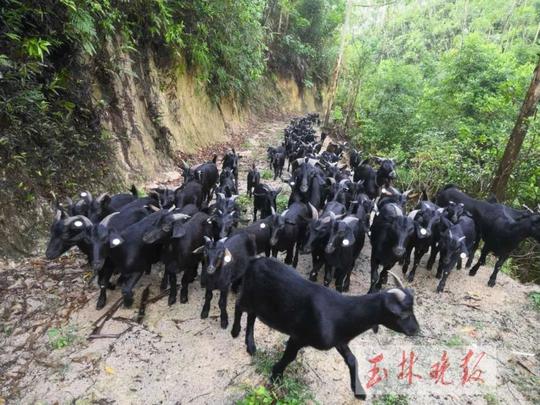 山村放羊特色产业敲开致富门
