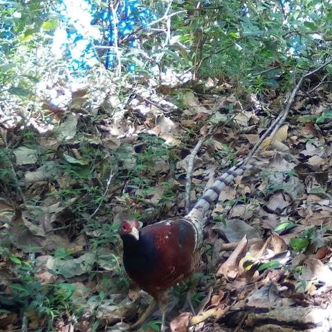 南通红外加热长尾关键词有什么