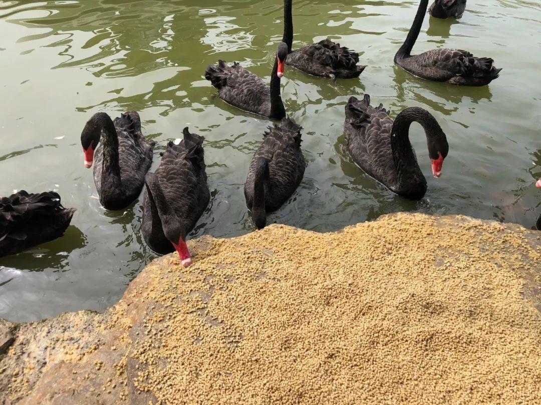 郑州市动物园鸟语林阳光板起火，未造成人员动物伤亡