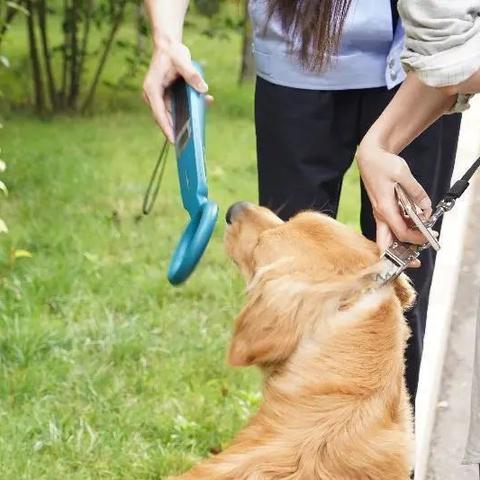 济南办理养犬证相关长尾关键词有哪些