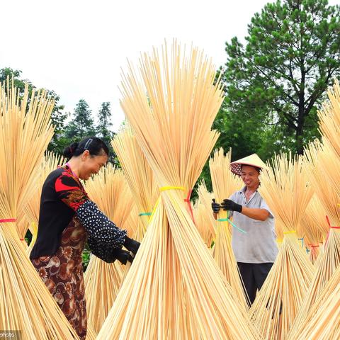 赣州市哪里有卖富贵竹