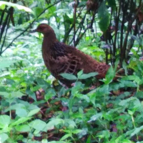 大连大理在哪的长尾关键词有什么